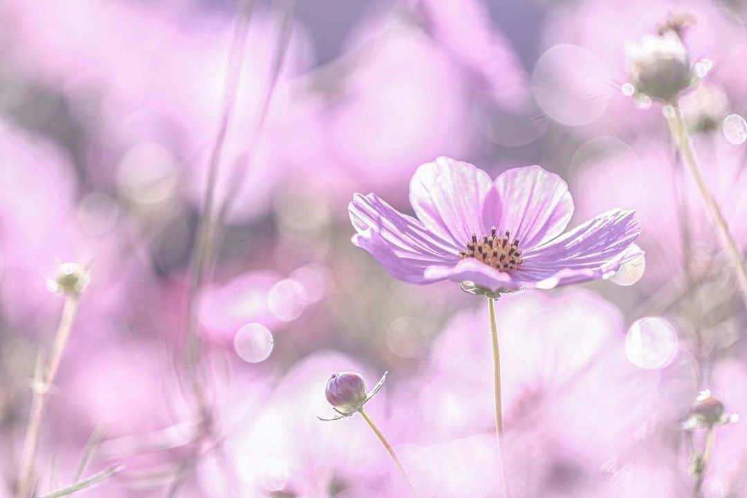 花の写真館のインスタグラム：「Photo by Akemi Sasaki.⠀ .⠀ Original Post[投稿いただいたURL]⠀ https://www.facebook.com/photo.php?fbid=124759615712757⠀ .⠀ 本アカウントは、 #私の花の写真 をつけてInstagramに投稿された皆さまの花の写真や、「花の写真館」Facebookページで投稿された花の写真を紹介します。⠀ 「花の写真館」Facebookページは、「 @floral.photograph 」のプロフィールにあるURLからご覧ください。⠀ .⠀ ※各自、政府、自治体など公的機関の指示に従った行動をお願いします。⠀⠀ 東京カメラ部および分室では、写真を「見る楽しみ」を提供することを通して、微力ながら皆様にわずかな時間でも癒しをお届けしたいと思っております。⠀ ※本アカウントは東京カメラ部がFacebook、Instagramのサービスを利用して運営しているもので、Facebook社・Instagramとは一切関係ありません。⠀ .⠀ #花の写真館 #floralphotograph #floralphoto #flower #flowers⠀ Follow: @floral.photograph」
