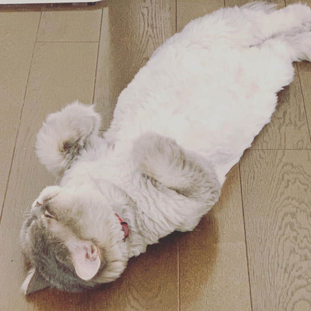 相川七瀬さんのインスタグラム写真 - (相川七瀬Instagram)「猫も夏バテか。笑 私もなんだかバテてます😅  #チンチラブルーゴールデン  #サマーカットしました #ライオンカット」8月29日 19時46分 - nanasecat