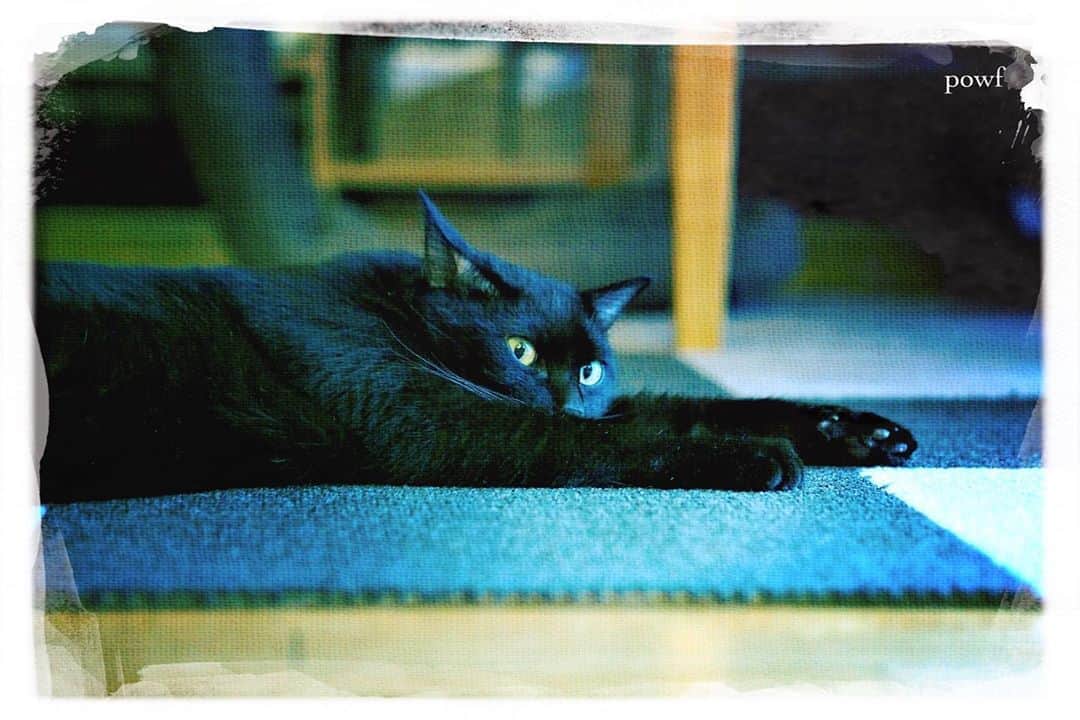 anemone_69のインスタグラム：「. 🐾 . #肉球 #ハカセとキョウジュ #blackcat #黒猫 #cat #猫 #保護猫 . #DreamCanvas_powf . . .」
