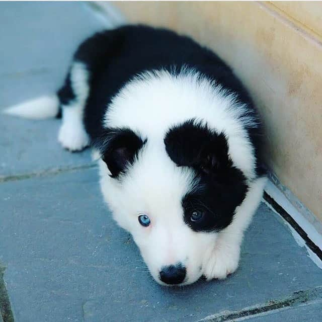 animals.coさんのインスタグラム写真 - (animals.coInstagram)「This girl giving the puppy stare is Valkyria, border collie 🐶😍 Photography by @_valkiria_kiria」8月29日 20時02分 - animals.co