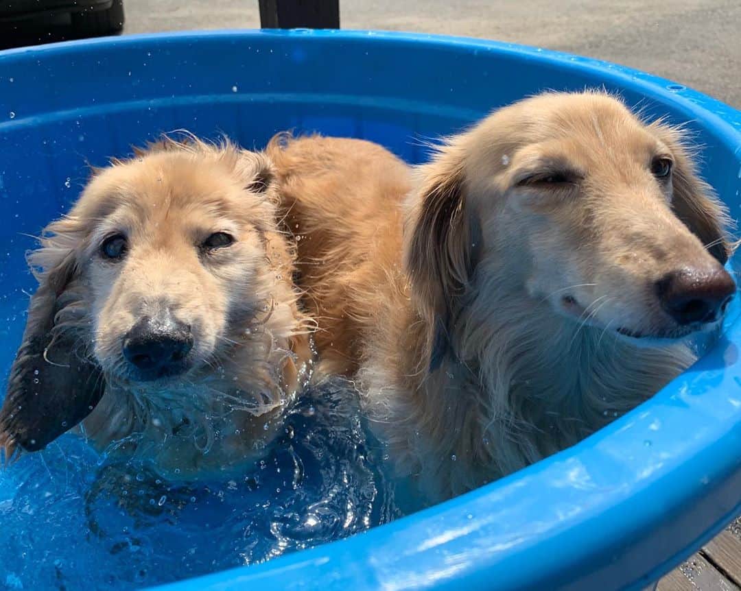 ハッチ＆ニコのインスタグラム：「暑すぎてタライで行水🐶🐶💦  #カメラ嫌い同好会 #pecoいぬ部 #犬の生活が第一 #癒しわんこ #dachshund #犬バカ部 #短足部 #ふわもこ部 #tokyocameraclub #東京カメラ部」