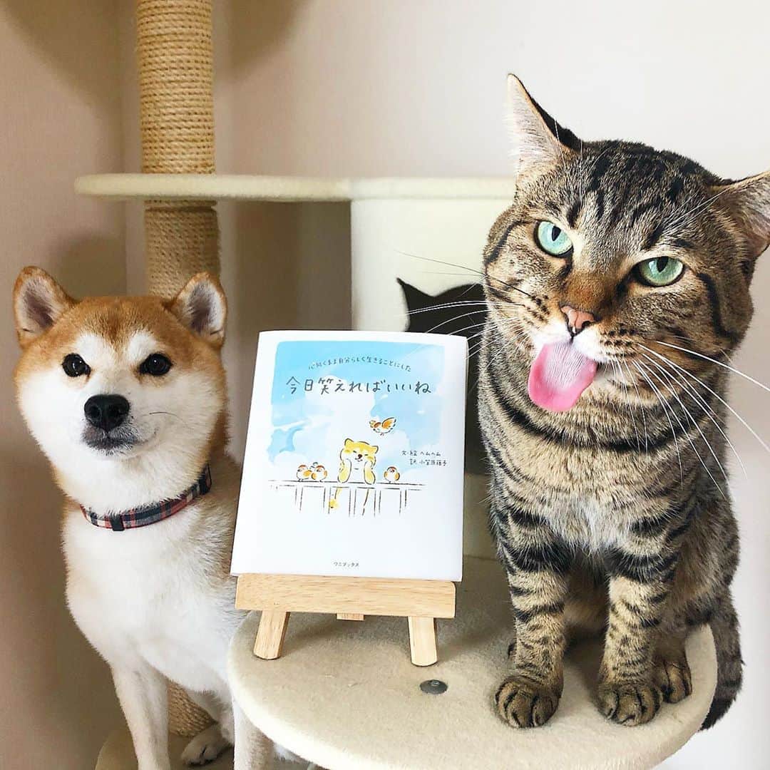 ゆうとろ（柴犬ゆうと猫のとろ）さんのインスタグラム写真 - (ゆうとろ（柴犬ゆうと猫のとろ）Instagram)「. 韓国で活躍する絵本作家ヘムヘムの本が、日本で発売されることになりました。 日本語で書かれた彼女の本を手に取る事ができるなんて夢のようです。 ますますのご活躍をこれからも楽しみにしてます😊 . インスタでゆうとろを見かけて、フタリの絵を描かせて欲しいという連絡を貰ってから彼女との親交が始まりました。 ゆうとろの絵を描いて、柴犬の絵を描く事にハマった彼女。柴犬をテーマにした本で賞を受賞し、プロの絵本作家としてデビュー。その後も柴犬の挿絵やグッズ製作の依頼などで日々活躍されているようです。 今回、彼女がデザインした靴下やポーチも一緒に贈られてきました。 彼女はいつもゆうとろを胸にイラストを描いてくれてるそうです。 まだ会ったことはないけれど、海を越えてこんな風に大事に思って貰ってるなんて幸せです☺️ .  My friend is active as a picture book writer in Korea. The illustration of Shiba Inu drawn by her is very cute. I used to draw yu and toro illustrations, which is a very important treasure for me. This time, her books are lined up in my Japanese bookstore where I live. I'm very happy to read her book in my native language. May her books be translated around the world and have a lot of fans. I'm glad I met you with Shiba Inu. . 『今日笑えればいいね』作ヘムヘム、ワニブックスより発売中」8月29日 20時12分 - yuandtoro