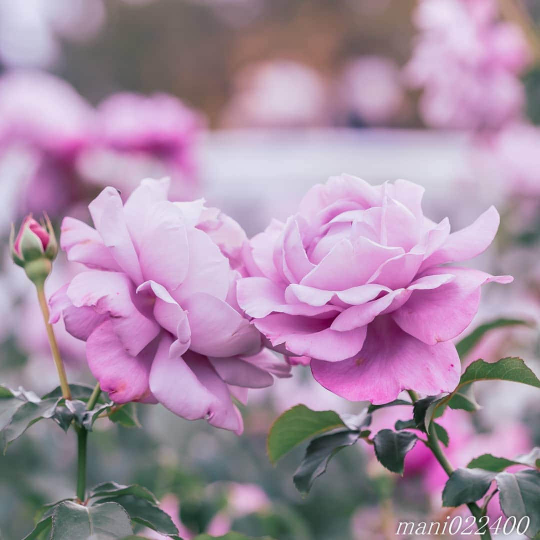 mani022400のインスタグラム：「. 29 Aug. 2020 . . こんばんはー🌸🌺🌹✨ . . location:Chiba camera:a7r3 lens:Sony70200GM . . .  🌺🌺🌺🌷🌷🌷🌹🌹🌹🌸🌸🌸 ご訪問ありがとうございます🙇 . お花以外の写真は サブアカウントにポストしています。 良かったら、覗いてください🙇🙇 ⬇️⬇️⬇️ @mani0224000   . 🌺🌺🌺🌷🌷🌷🌹🌹🌹🌸🌸🌸 . . . バラ  🔷🔷🔷🔷🔷🔷🔷🔷🔷 discoverwithalpha ﻿ japan_ilc﻿  a7rm3 ﻿ sel135f18gm  sel55f18z  #カメラ好きな人と繋がりたい  #flower  #花 #flowers   #写真好きな人と繋がりたい love_bestjapan  serahana #ファインダー越しの私の世界    #healing_roses_  #bns_lite #eclecticshow #explore_floral . #9Vaga_Rose9 9vaga9  9vaga_3flowers9  #floristsandflowers #ip_blossoms_vip  #fabulous_shots ig_flowers #ponyfony_flowers #meiko_roses  meiko_flora_member #myheartinshots #la_flowers #rainbow_petals #top_favourite_flowers  #quintaflower #inspiring_shot #phx_flowers dreaming_in_macro #flower_special_legend  nature_special_legend  #ind_flowers #tv_flowers #best_mmf_vipday  #best_beauty_flora_  9vaga_flowersart9 #ptk_flowers #fleur_noblesse_m  .」