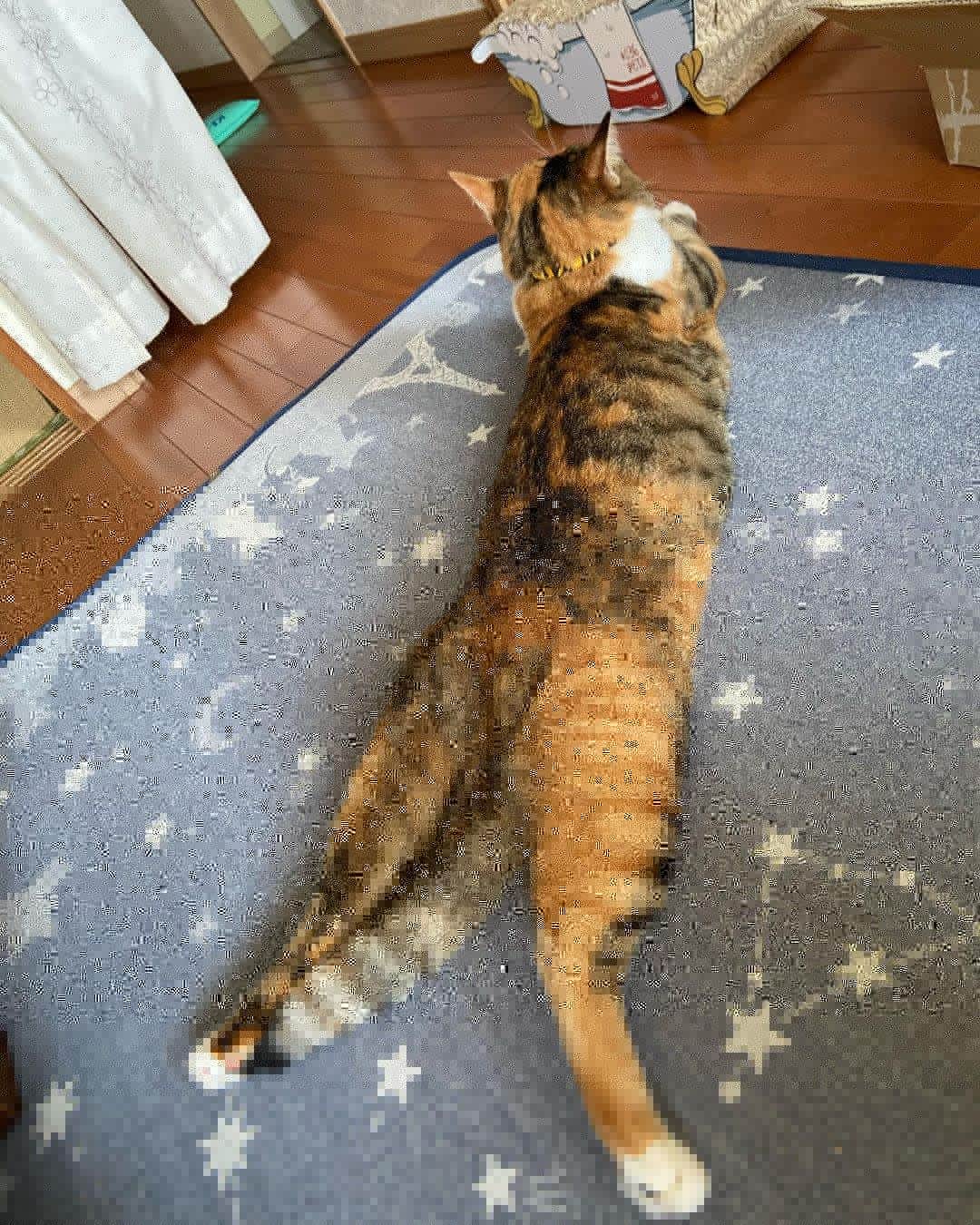 shigureのインスタグラム