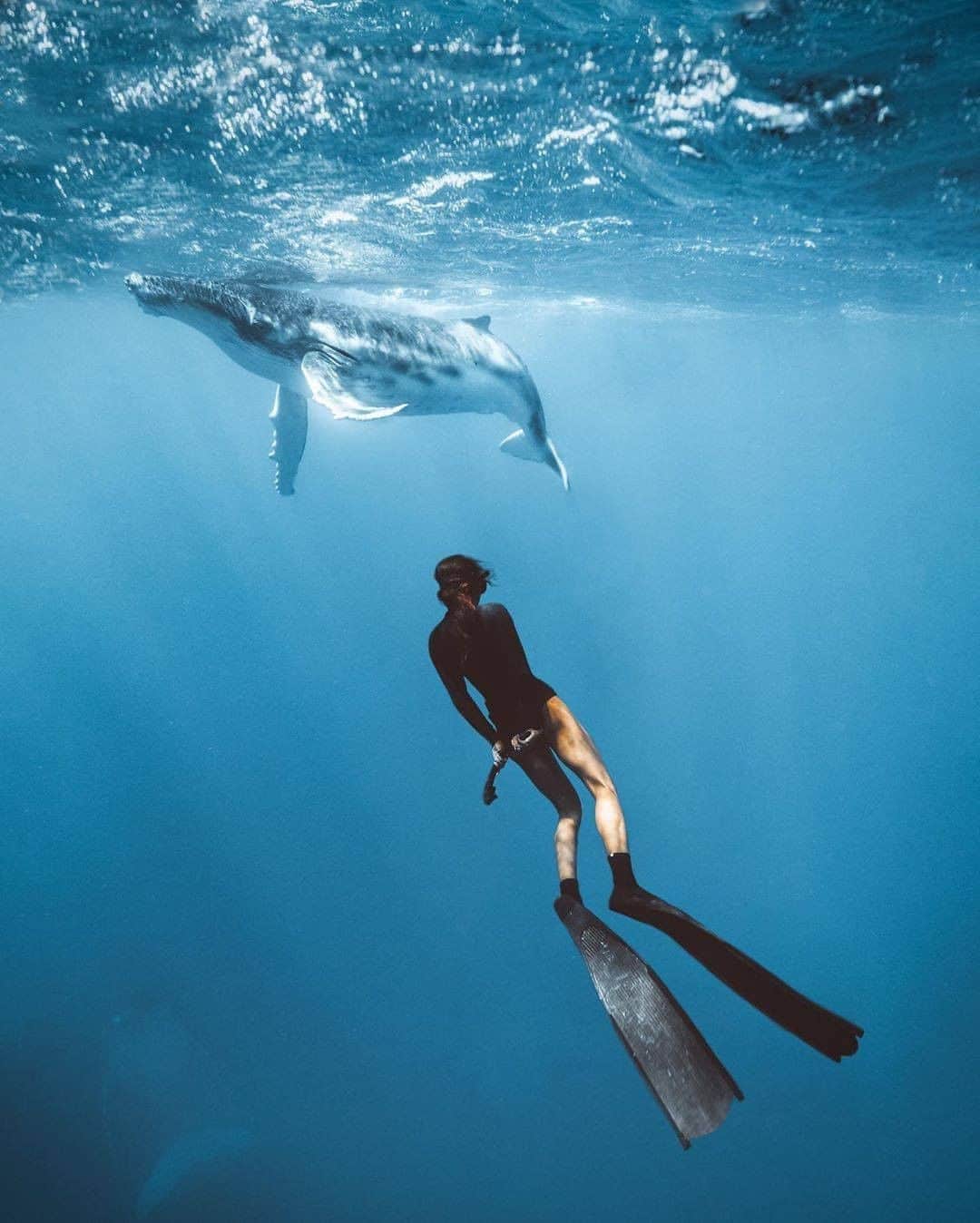 Discover Earthさんのインスタグラム写真 - (Discover EarthInstagram)「Would you love to dive in such an environment ?  "Tahitian memories with the wonderful @chelseakauai  and a baby humpback whale almost exactly one year ago. Can you spot momma bear on the bottom left? 🥰⁣" 🇵🇫 #discoverfrenchpolynesia with @carmenhuter   #tahiti #humpback #whale」8月29日 20時30分 - discoverearth