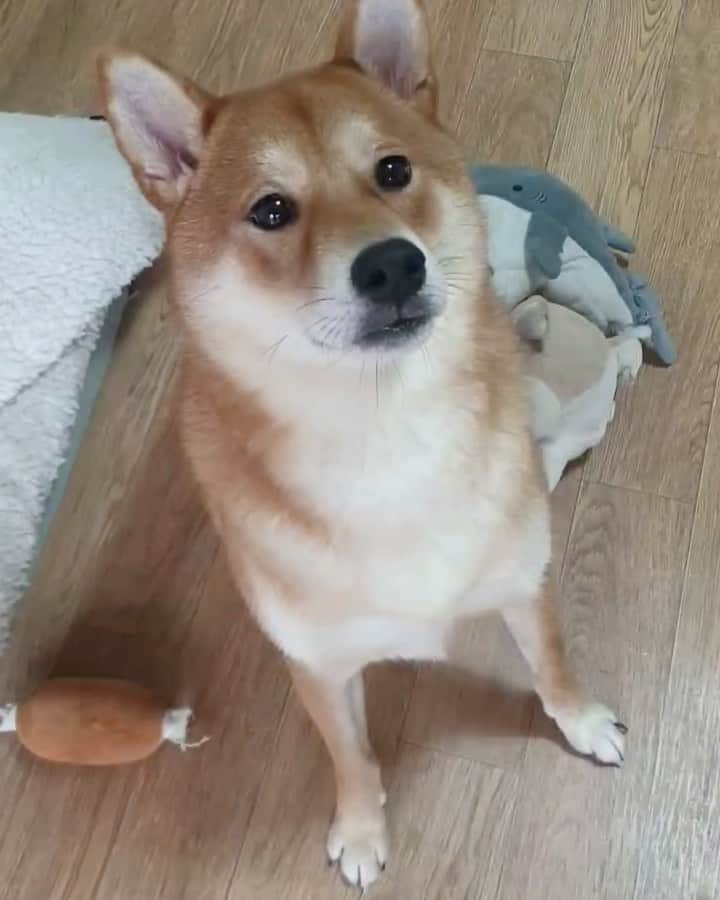 アロン のインスタグラム：「간식 달라고!! 🥺」