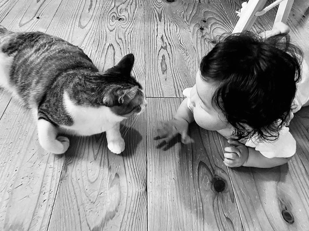 福田基広のインスタグラム：「@tennokoto テンちゃん、今日で生後9ヶ月👶🏻 最近は飼い猫のつぶちゃんと仲良くなってきて。 この写真はたまたま、お互い見つめ合って チューしようとしてる瞬間を切り取れました😘 おめでとう🎊 #赤ちゃん #猫 #ねこのいる生活」