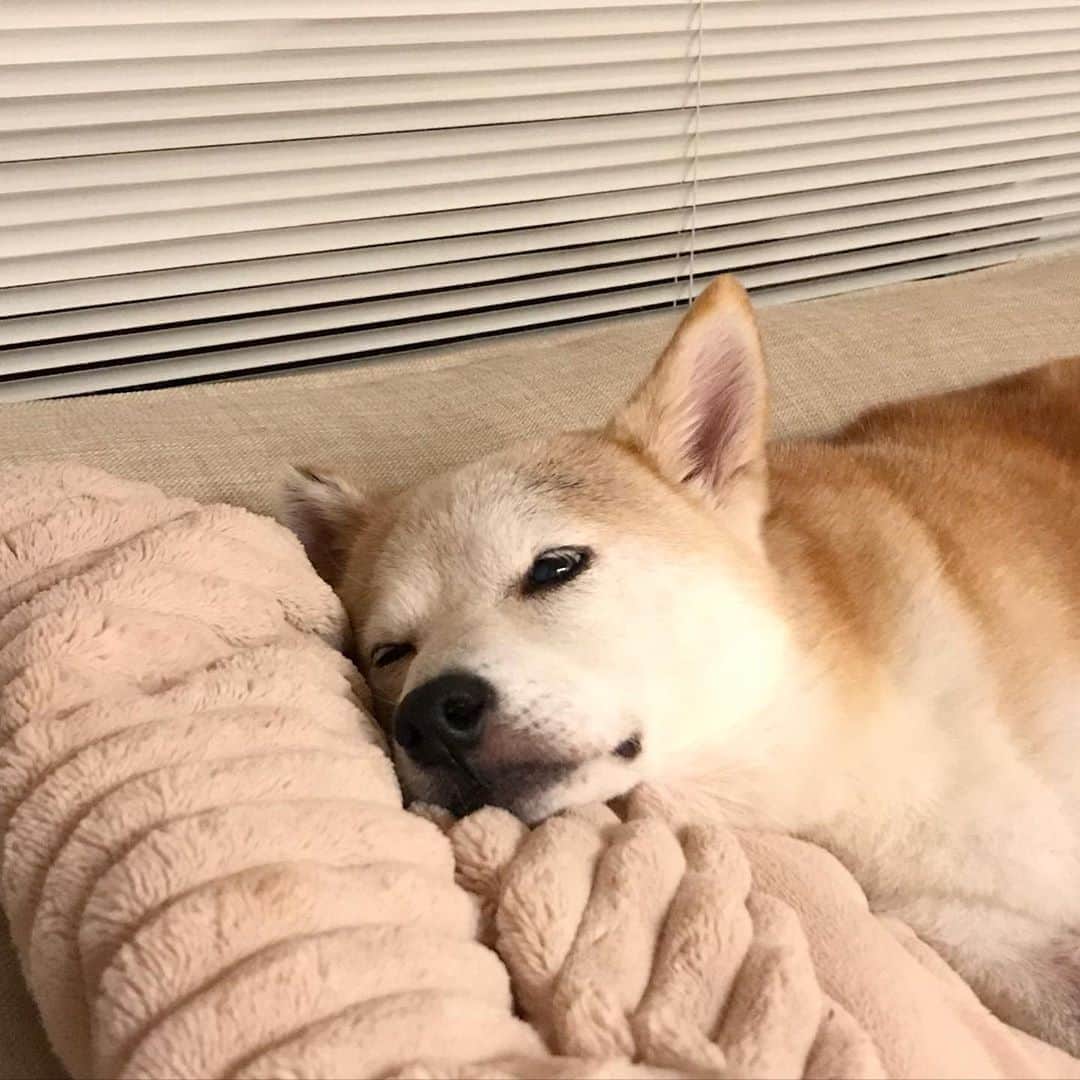 柴犬リリコのインスタグラム：「寝顔が可愛すぎて💕可愛すぎて💕近づき過ぎたら起こしちゃった😅  #うちの子が可愛すぎる #寝顔天使」
