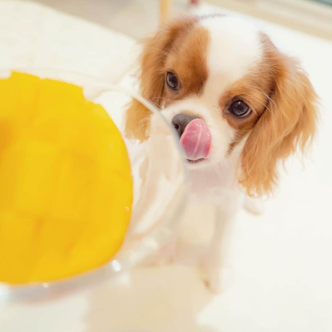 羽咲みはるさんのインスタグラム写真 - (羽咲みはるInstagram)「7月はマンゴー🥭 一緒に食べたりしたよ😋💓 マンゴー美味しかったみたいで 喜んで食べました️😁  写真はマンゴーに真剣なハル🐶  #cavalierkingcharlesspaniel  #犬のいる暮らし #いぬすたぐらむ」8月29日 21時40分 - miharu_usa