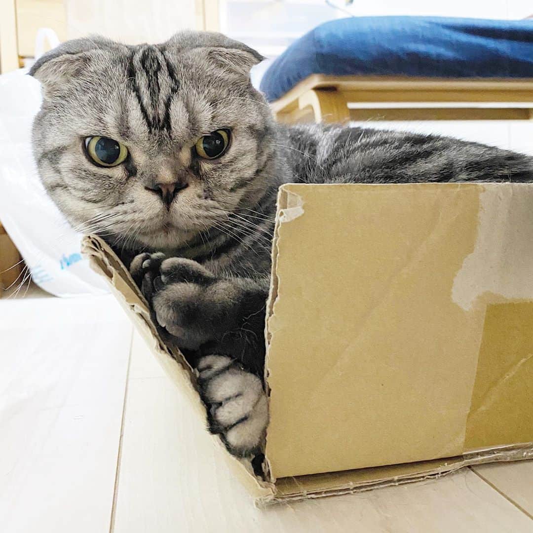 Shishi-maruのインスタグラム：「🐱自分の殻を打ち破れ？ 🐱 Break out of your shell？ ーーーーーーーーーーーーー 🌺「渋ネコ ししまるさん」ねこのきもちWEB MAGAZINE にて毎週金曜日エッセイの連載中 ーーーーーーーーーーー 📕「ぷっちねこ。」「3匹のちいさな猫を召喚できたなら」「ちいさな猫を召喚できたなら」徳間書店より単行本発売中 ーーーーーーーーーーー ⭐︎ねこ漫画→@tacos_cat 🌺Twitter →@taco_emonemon ーーーーーーーーーーー」