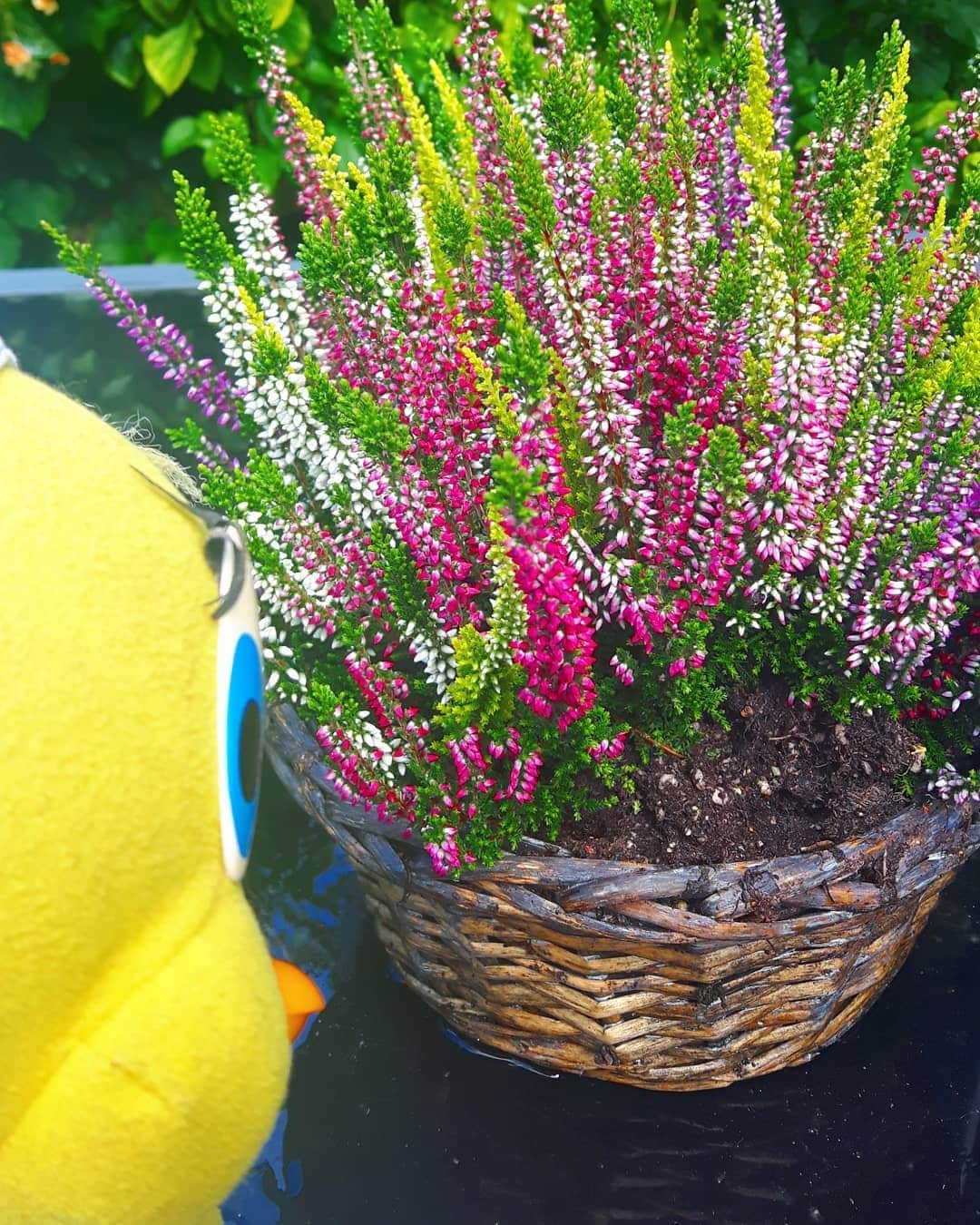 Little Yellow Birdさんのインスタグラム写真 - (Little Yellow BirdInstagram)「Time goes by so quickly! It's almost September, and the heather is already blooming again! #littleyellowbird #tweety #tweetykweelapis #adventures #yellow #bird #weekend #saturday #garden #gardenlife #tuin #heather #hei #plants #icansmellautumn #wheredidthesummergo #stuffedanimalsofinstagram #plushiesofinstagram」8月29日 22時18分 - tweetykweelapis