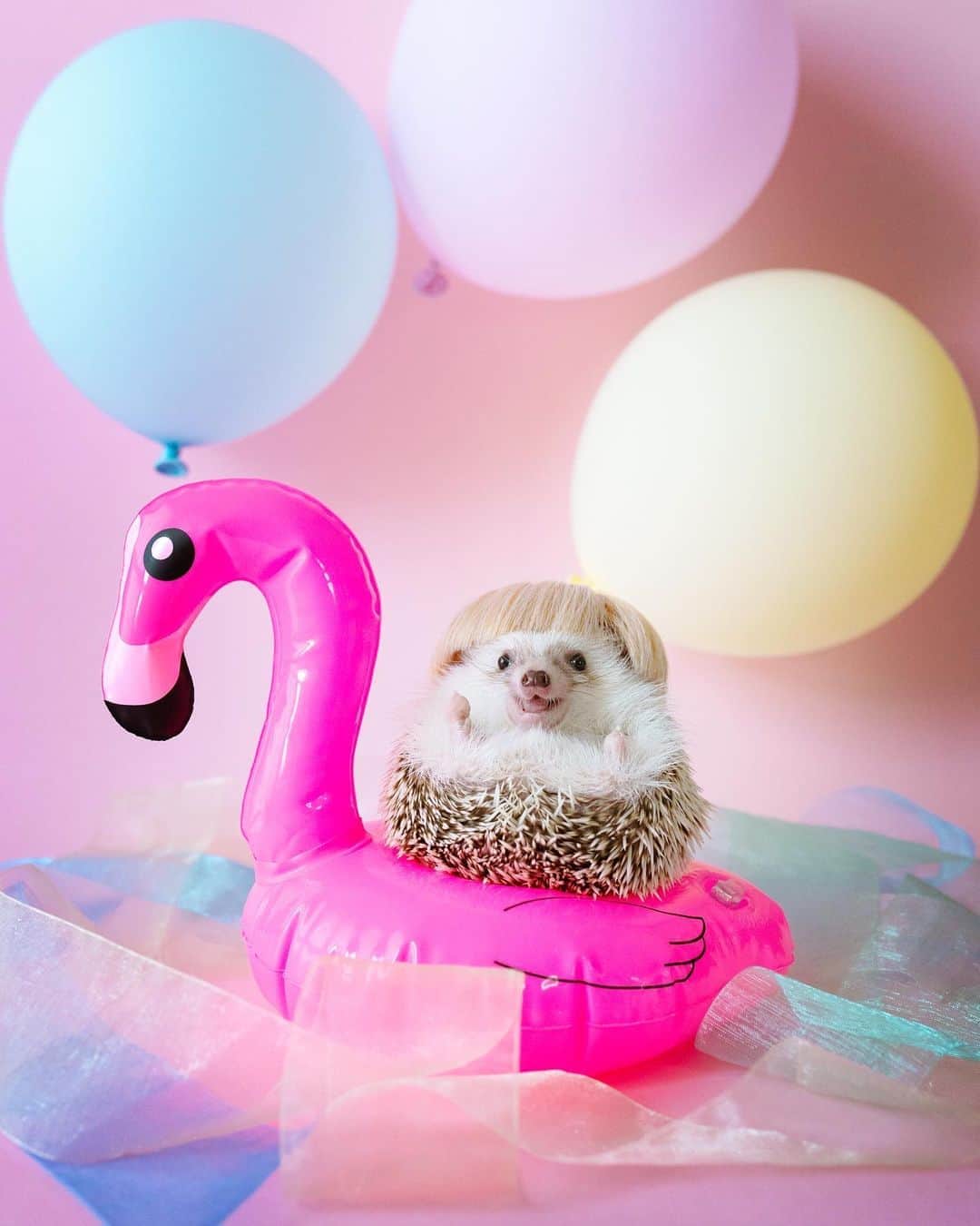 ダーシーのインスタグラム：「Koala in the Dream Lake🦢🦔💕💙✨」