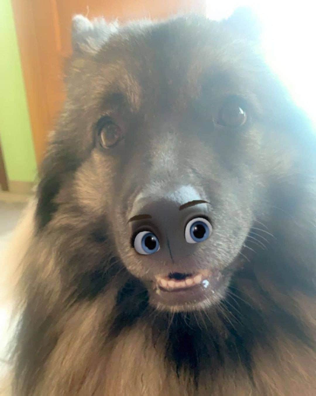 8crapさんのインスタグラム写真 - (8crapInstagram)「“This new filter obviously doesn’t work for my dog” - Want to get featured like him? Join “The Barked Club” on FACEBOOK and post something now! 👉 barked.com - 📷 @arkothekeeshond - #TheBarkedClub #barked #dog #doggo #Wolfspitz #Keeshond」8月29日 23時00分 - barked