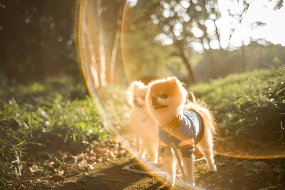 ポテチンさんのインスタグラム写真 - (ポテチンInstagram)「Walk in the park with my friends.   だいぶ前になっちゃったけど、大好きくっくとvaniたんと公園散歩しましたぢょ〜。 まだまだ暑い日は続くけど夕方は涼しい日も増えてきましたぢょね。」8月29日 22時58分 - pom.potechin