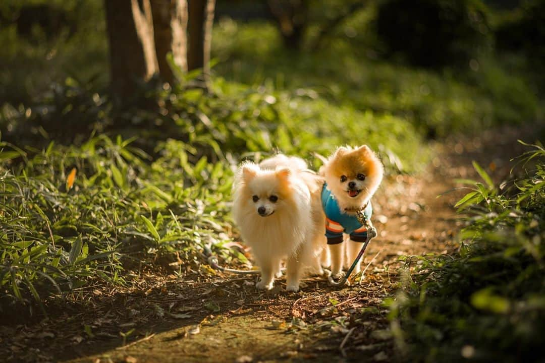 ポテチンさんのインスタグラム写真 - (ポテチンInstagram)「Walk in the park with my friends.   だいぶ前になっちゃったけど、大好きくっくとvaniたんと公園散歩しましたぢょ〜。 まだまだ暑い日は続くけど夕方は涼しい日も増えてきましたぢょね。」8月29日 22時58分 - pom.potechin