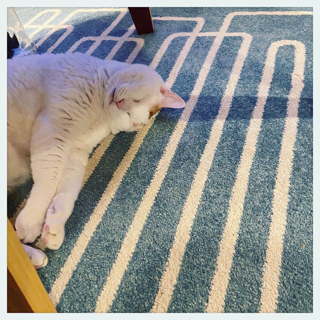 kumikoのインスタグラム：「グニャイ💤」