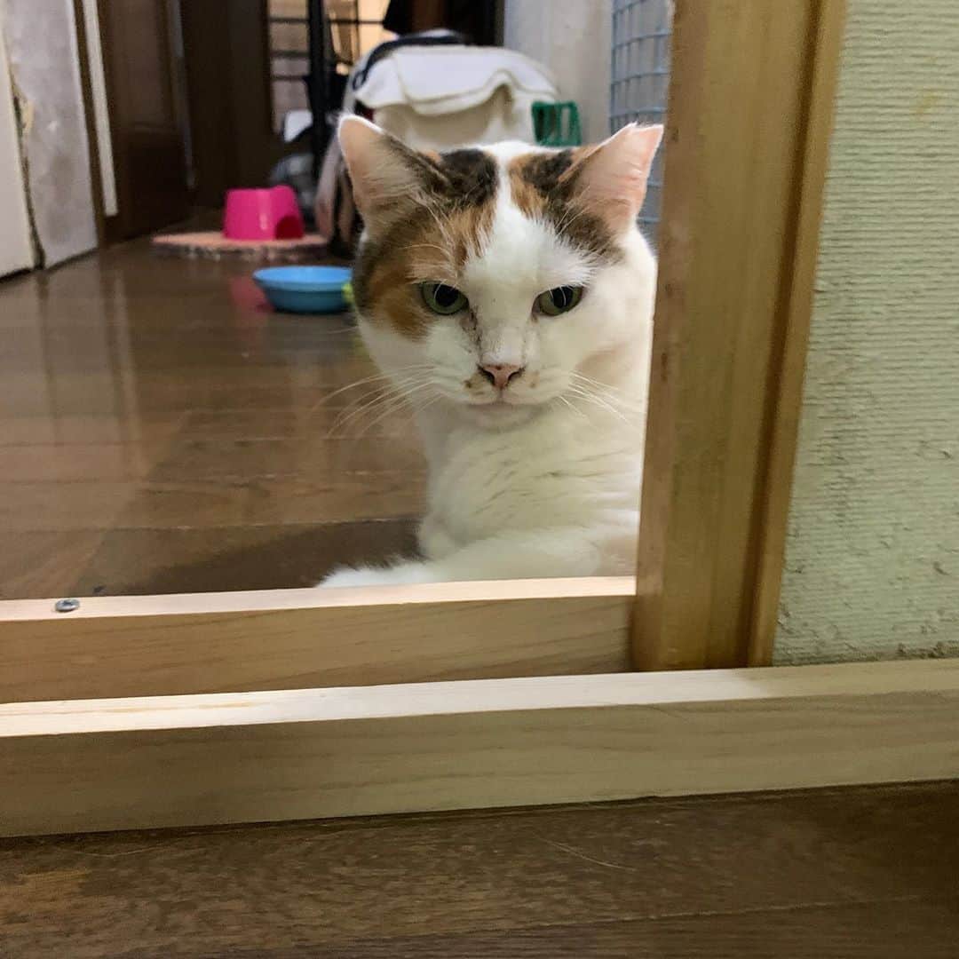 Kachimo Yoshimatsuのグルメインスタ