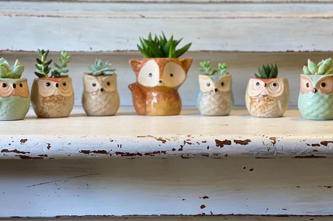 Rylaiさんのインスタグラム写真 - (RylaiInstagram)「Panda & Her Pals Adorable Fundraiser!!!  . Fox and Owl planters with tiny baby succulents are perfect for your fall decor while supporting our Panda & Pals Global Fox Rescue!  . Fundraiser will run until Sept 18 with local pick-up planned for first week in Oct!! We will set up 4 pick up times in North a County San Diego- come pick up your adorable planters and meet an Ambassador!  . If you are not local to San Diego or require shipping, please direct message for shipping costs before purchasing!!!  . Fundraiser being supported by @novacharle  . .  https://www.siberiancupcakes.com/merchandise/foxplanters . . #foxplanters #support #fundraiser #ppp #falldecor #fall #foxy #owls #succulants #support #foxesofig #planters #garden #bringoutsidein #fox #uniquegifts #givingback #sandiego #socal #addongift #supercute #foragoodcause #fundraising #interiordesign」8月29日 23時30分 - jabcecc