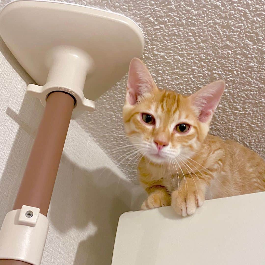 相沢あいさんのインスタグラム写真 - (相沢あいInstagram)「降りれなくて泣きそうな顔してた。トライアンドエラーだ、がんばれ。 _  #ぺーぽん #cat #kitten #catstagram #catsofinstagram #catsagram #babycat #子猫 #保護猫 #保護ねこ #仔猫 #ねこ #cat_of_instagram #cat_of_world #catlife #catlover #catlovers #fluffy #fluffycat #にゃんすたぐらむ #ねこすたぐらむ #キャットタワー #blackcat #orangecat #tryanderror #cattower」8月29日 23時31分 - aizawaai