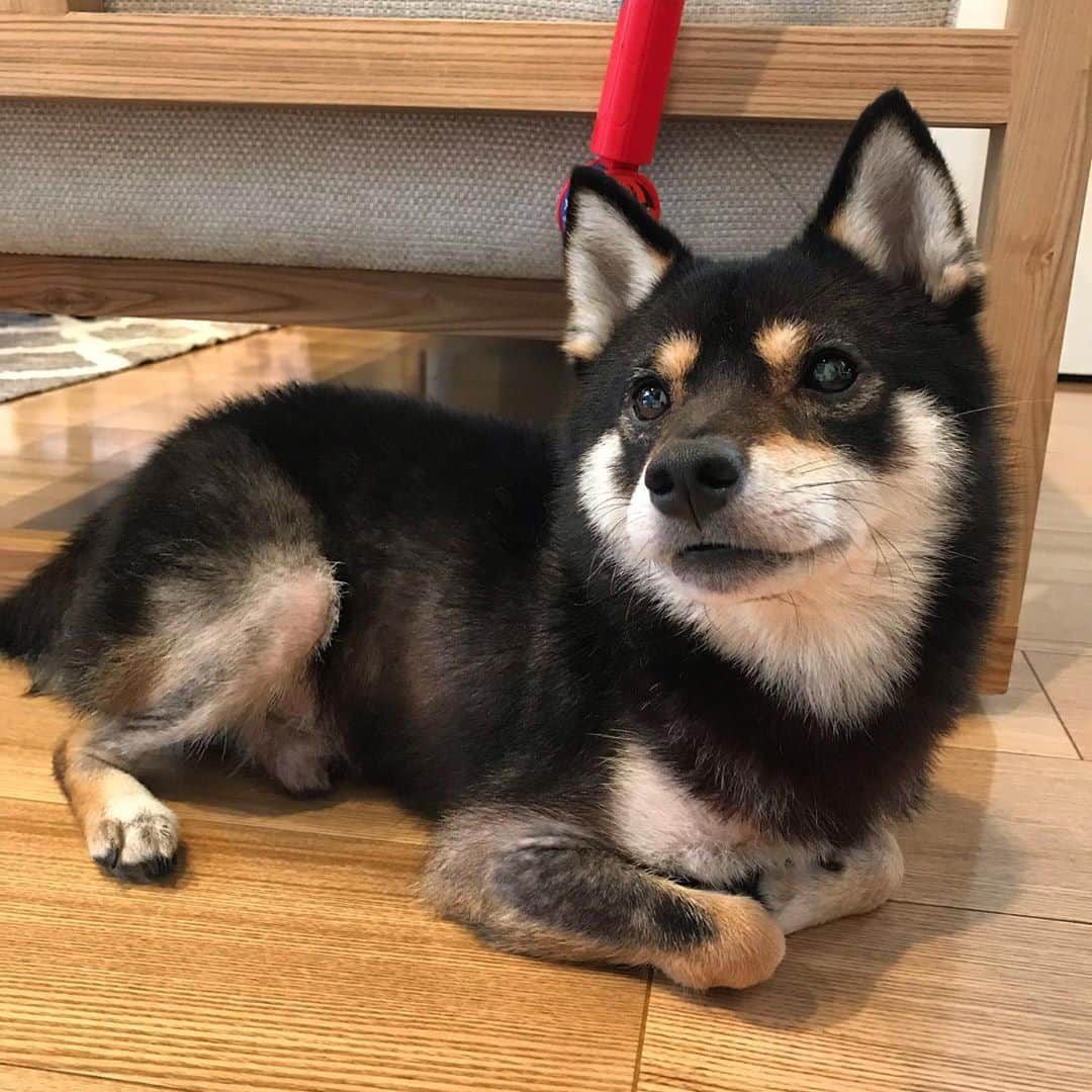 まめ丸のインスタグラム：「* * 今日はちび丸くんおフロ中🛁に おりこうさんでマテできたよ🐶 * * #まめ丸お兄ちゃんの自覚 #前はワンワンほえちゃってたの #今日はみまもれたよ * #柴犬#豆柴#柴#黒柴#犬#しばいぬ#shiba#shibainu#shibastagram#shibadog#ig_japan#ig_dogphoto#puppy#instadog#dogstagram#dog#petstagram#pet#강아지#dailyfluff#weeklyfluff#いぬのきもち#いぬのきもち部」