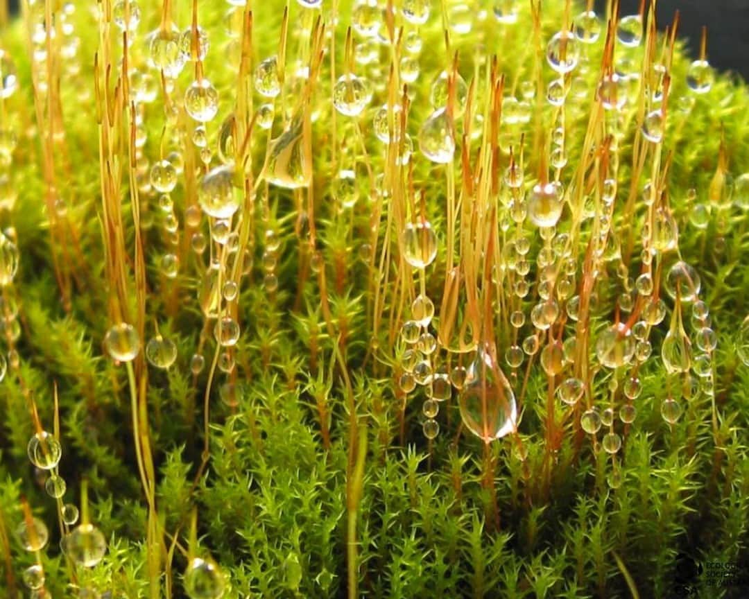 TED Talksのインスタグラム：「If you’ve ever had trouble keeping a houseplant alive, imagine trying to grow anything in Antarctica. The sun shines 24/7 in the summer and vanishes completely in the winter; fresh water is usually available spring and summer but it's trapped as ice for most of the year. So how on earth do plants there stay alive? Antarctic mosses like this one — shown is a species called Bryum pseudotriquetrum — are super survivors, able to make their own antifreeze and sunscreen and even go into suspended animation for centuries and centuries before springing to life again! Because of their amazing abilities, these organisms are some of the oldest living things on earth. Click the link in our bio to learn how they're thriving in the most challenging environment on earth.⁠ ⁠ [Image: Melinda Waterman]」