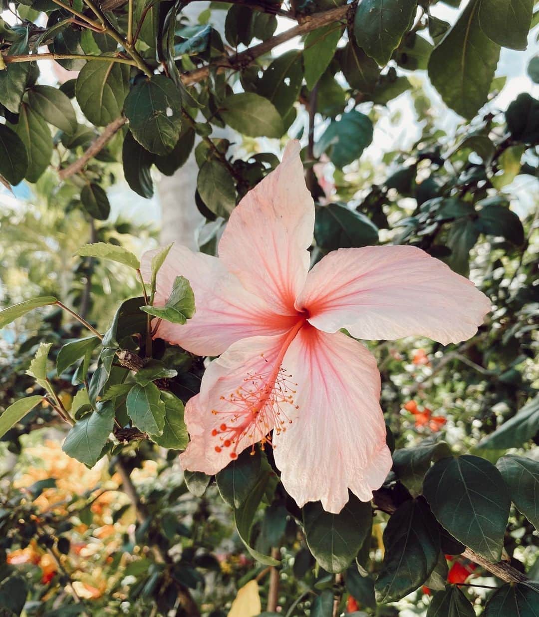 のインスタグラム：「May the flowers remind us why the rain was so necessary ✨」