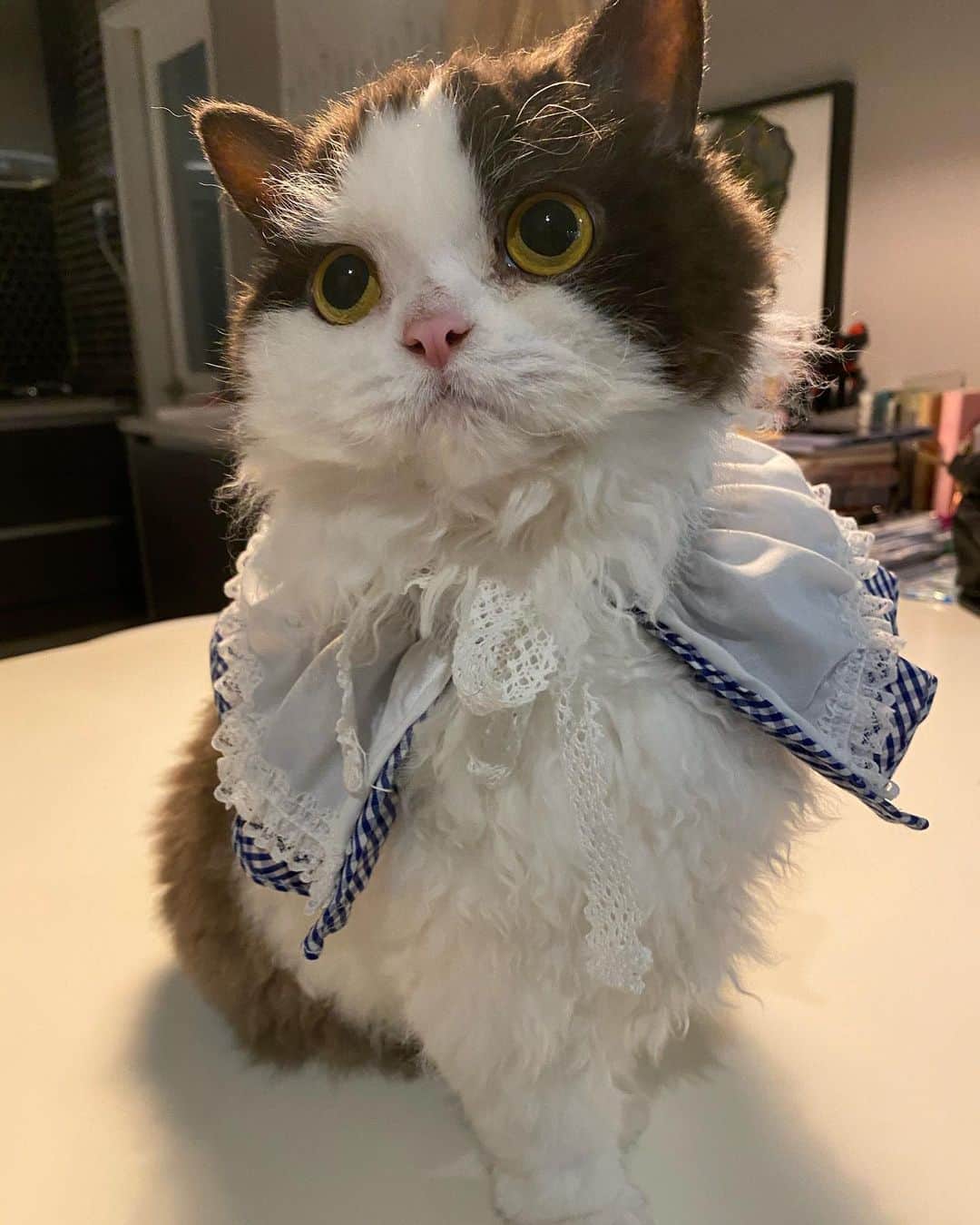 ソジン のインスタグラム：「@kkwonsso_94 소현이가 보내준 누룽지밥 목걸이랑 케이프 선물🎁 넘나 귀여운것🐈🤎🖤」