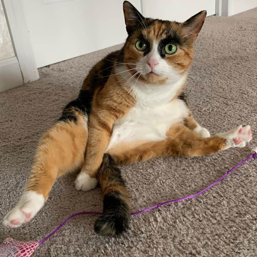 リリーのインスタグラム：「Saturday splits!  . . . . . . . #lillycrazyeyes #mood #catsofinstagram #9gag #calico #instacat #meowstagram #meow #meowdel #instacalico #calico #caturday #saturday #weekend  #crazyeyes #sassy #hangout #yoga」