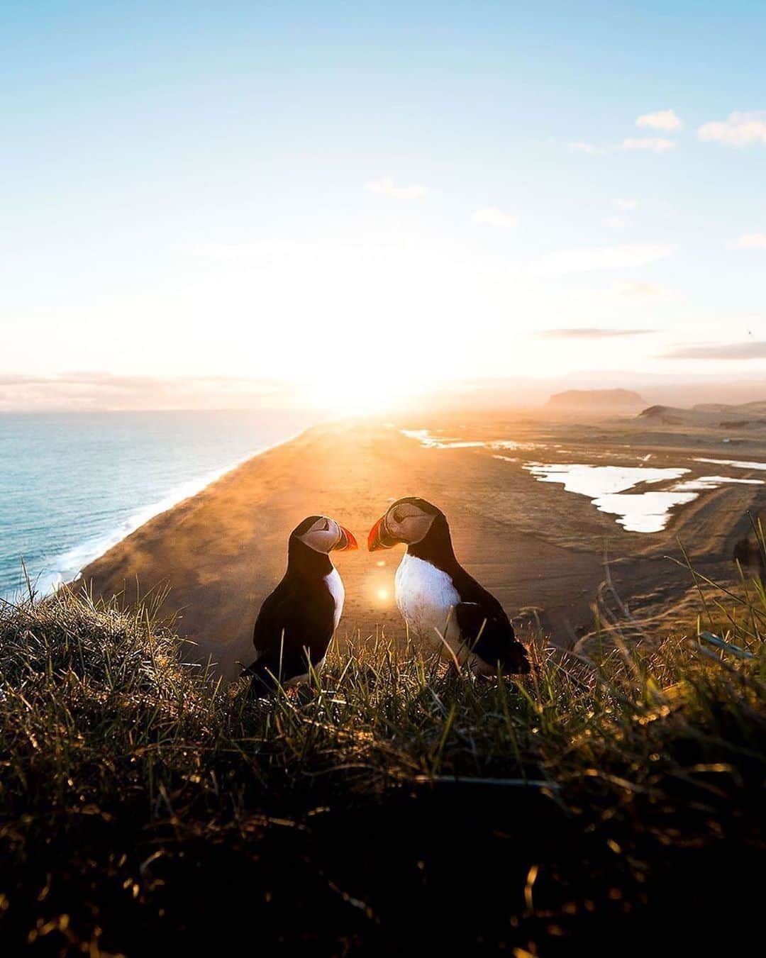 Canon Photographyさんのインスタグラム写真 - (Canon PhotographyInstagram)「Peaceful puffins in Iceland 🇮🇸 Photography //@alex_stead Curated by @steffeneisenacher  #iceland #sunset #inspiredbyiceland #mystopover #arctic #wildlife」8月30日 0時56分 - cpcollectives