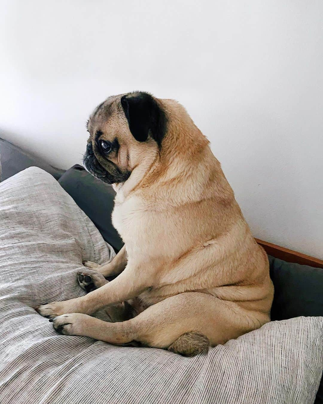 itsdougthepugさんのインスタグラム写真 - (itsdougthepugInstagram)「“This is what pugfection looks like” -Doug」8月30日 1時02分 - itsdougthepug