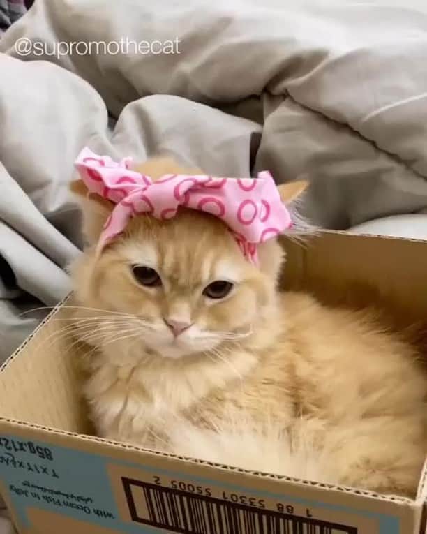のインスタグラム：「Look at me I'm pretty! ⠀ ⠀ 📹@supromothecat⠀ ⠀ #meowed #themeowedclub」