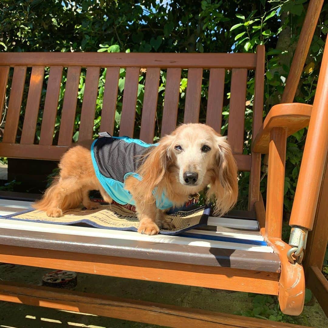 向日葵?のグルメインスタ