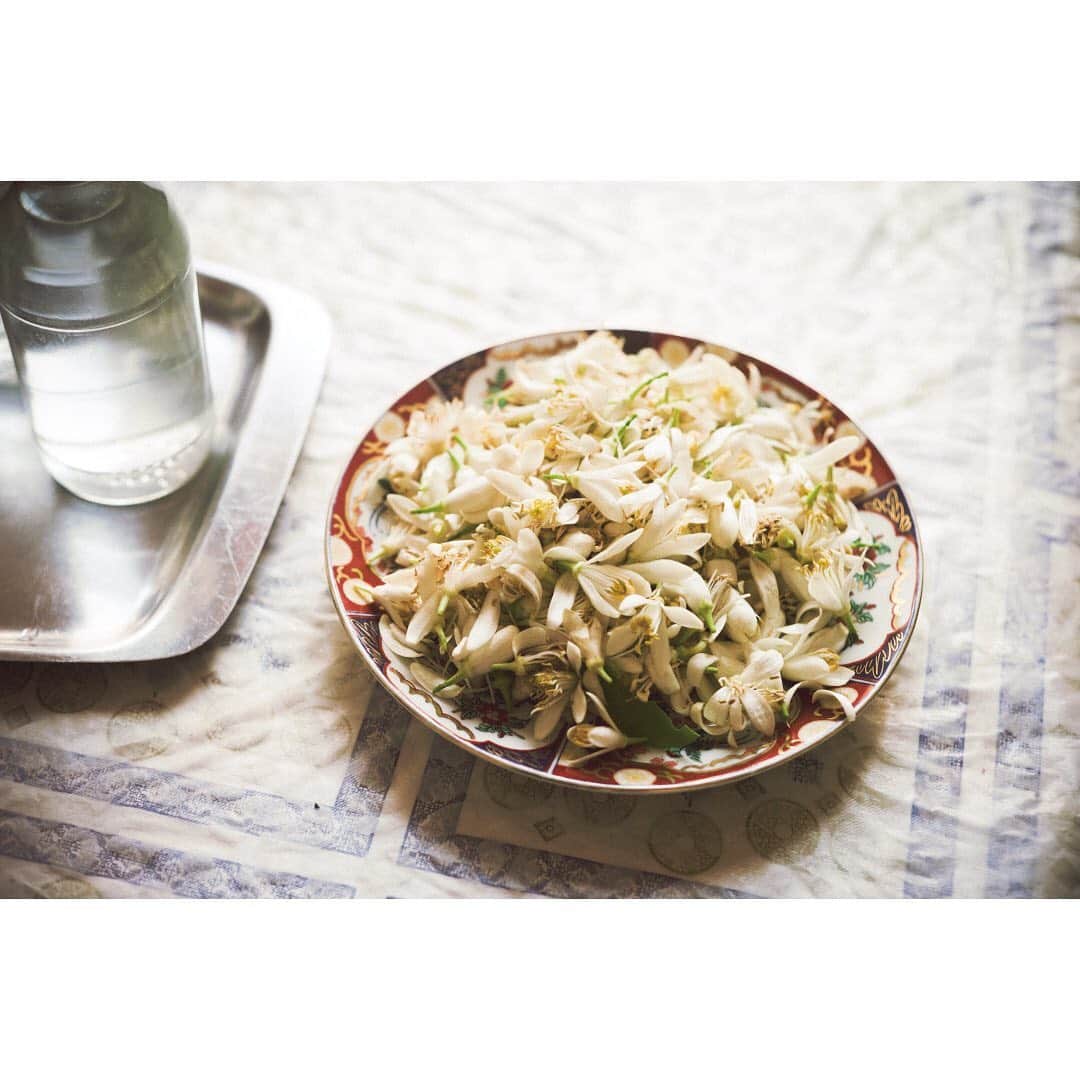 世界のKitchenから公式さんのインスタグラム写真 - (世界のKitchenから公式Instagram)「【おうち時間で妄想の旅しませんか？②】  みなさん、写真集を見ながらの「妄想の旅」は進んでますか？  もしかしたら、妄想の旅をしてくれている人が増えているからなのか！？  な、なんと、世界のKitchenからの写真集、重版決まっちゃいましたー！！めでたいっ！！  ・  ということで、今日も張り切って妄想の旅スタートです！今日ご紹介するのは、この写真。  2014年にモロッコの家庭で出会った、フラワーウォーターのもとになっている「ビターオレンジの花」。  ・  活気あふれるマラケシュの街をちょっと歩けば、 どこからともなくふわーんと香ってくる爽やかな香り。 ふと見回すと、街路樹がなんとビターオレンジの木じゃないですか。遭遇確率高め！  ・  この真っ白で綺麗なビターオレンジの花を蒸留してつくる、フラワーウォーターは本当に万能。  料理に使ったり、飲み物に入れたり…ひとふりすれば、 魔法がかかったみたいにとびっきりおいしく変身しちゃう。 しかも調味料としてだけじゃなくて、化粧水や枕にかけたりして香りを楽しむのもありなのです！  ・  ほらほら、想像するだけで良い香りしてきたでしょ？  （ふわーーーん）  では、またいつか妄想の旅でご一緒しましょ！  ・ Photo by Yoko Takahashi ・ #世界のkitchenから #世界のキッチンから #世界の旅 #食と暮らし #旅 #キッチン #世界 #暮らし #食 #料理 #飲み物 #調味料 #香り #化粧水 #おうち時間 #妄想旅 #妄想 #旅 #写真集 #フラワーウォーター #ビターオレンジ #思い出 #夏 #家族 #台所 #想い #健康 #おいしい #知恵 #高橋ヨーコ #yokotakahashi」8月30日 12時09分 - sekai_kitchen