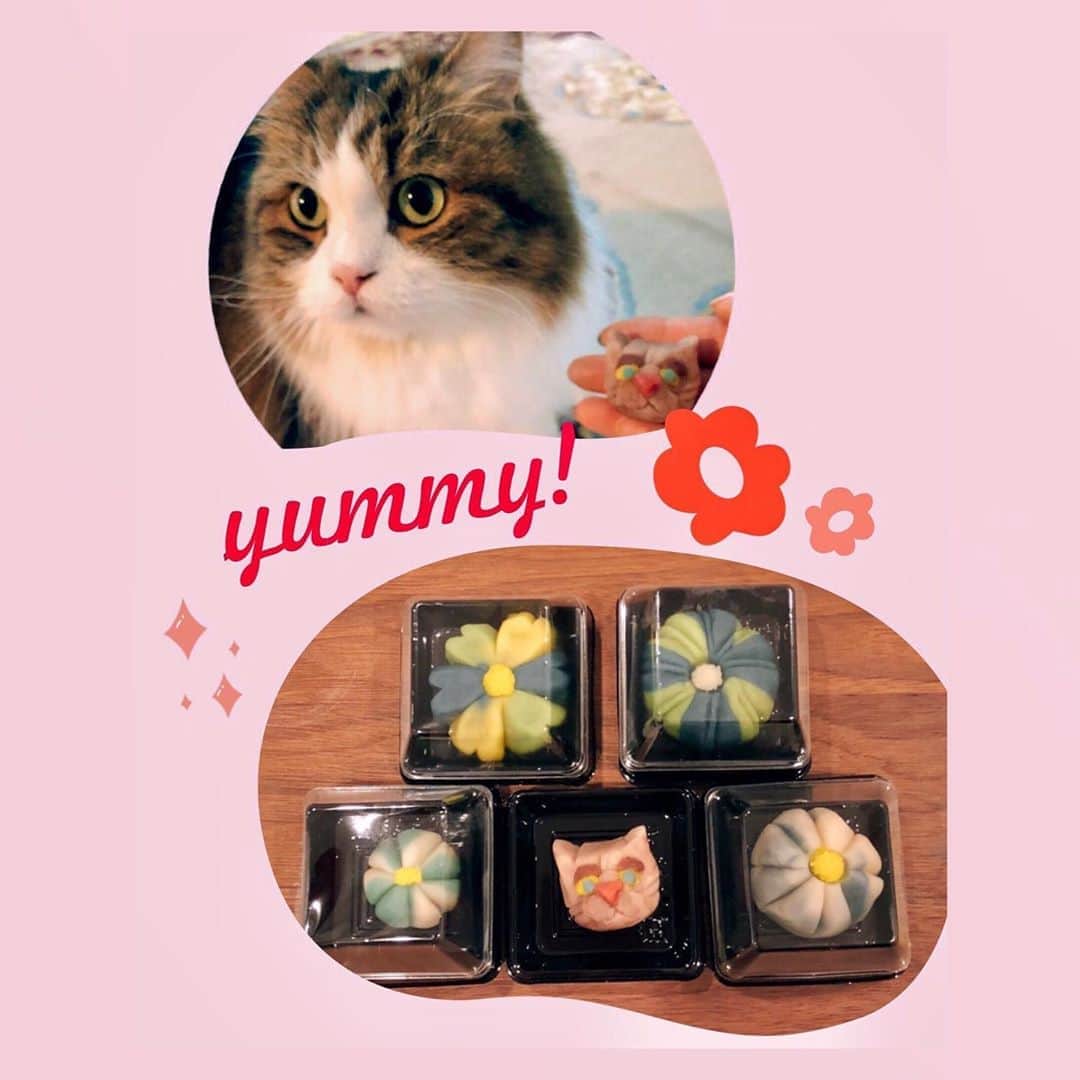 のインスタグラム：「お家で #和菓子作り してみました🐱 昔、貫地谷しほりさんが主演の「あんどーなつ」という ドラマを見て和菓子職人に憧れてたのを思い出しました🍵 猫はもう粘土細工みたいになってるけど 顔が結構お気に入り🐾」