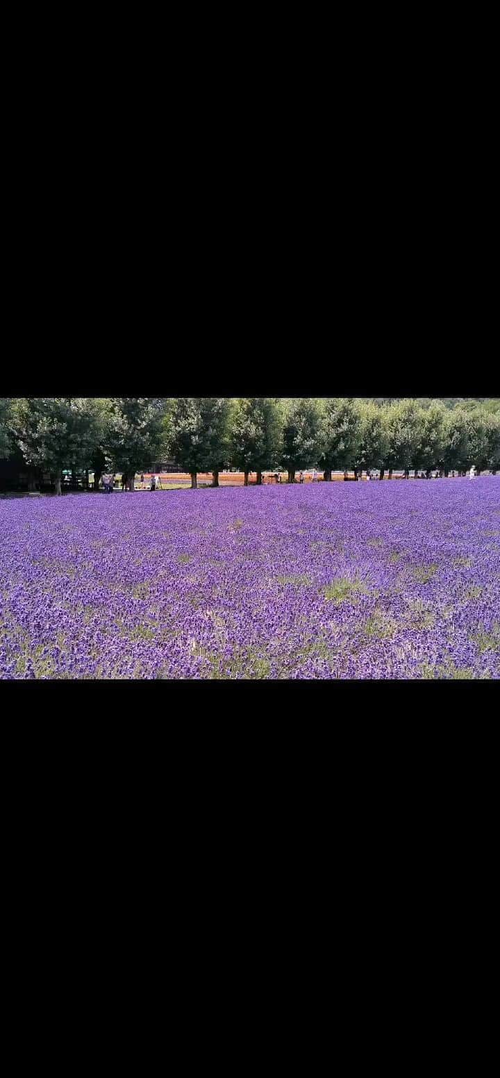 のインスタグラム：「#北海道旅行  #北海道観光  #富良野  #富良野ラベンダー  #富良野観光  #富良野美瑛」