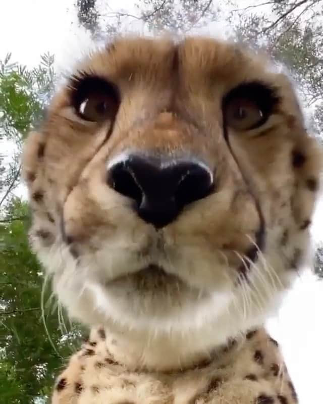 WildLifeのインスタグラム：「When you get on the zoom call  Video by @wildcatcentre」