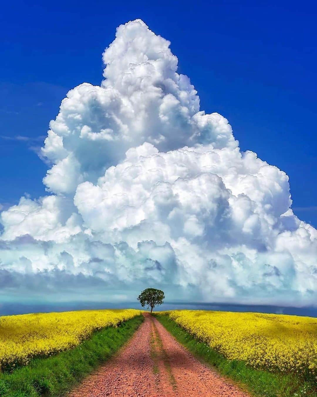 Canon Photographyさんのインスタグラム写真 - (Canon PhotographyInstagram)「Thunderstorms and summer crops.  Photography  @decak_iz_topole  Curated by @steffeneisenacher  #summertime #crops #thunderstorm #cumulonimbus #symmetry #serbia」8月30日 7時12分 - cpcollectives