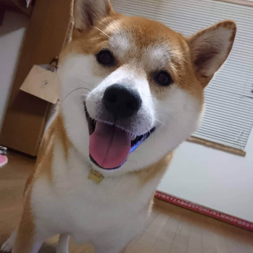 柴犬⭐️サスケのインスタグラム：「おはわん #2年前の茶助#今よりほっそりかなぁ#柴犬#赤柴#ふわもこ部#犬ら部#わんだフォ#pecoいぬ部#shibasnap #shibastagram #shibagram #🐶📷」