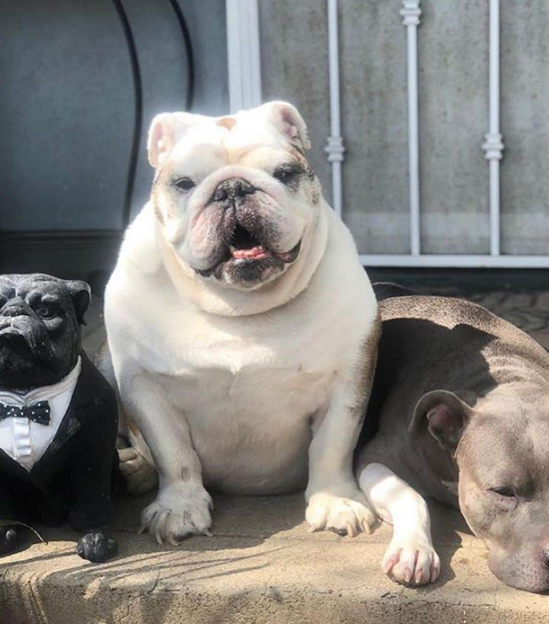 Bodhi & Butters & Bubbahさんのインスタグラム写真 - (Bodhi & Butters & BubbahInstagram)「Rest In Peace, our sweet buddy Biggie has crossed over the rainbow bridge 🌈 We love you @chichelle_moi & Queenie and send you our deepest condolences and our biggest hugs 💕🐶💖」8月30日 13時24分 - keonistuff