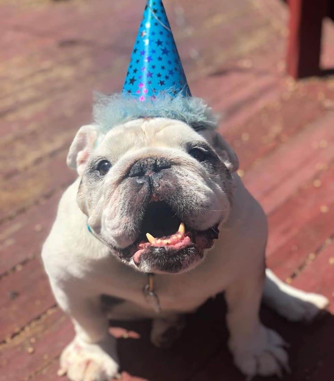 Bodhi & Butters & Bubbahのインスタグラム：「Rest In Peace, our sweet buddy Biggie has crossed over the rainbow bridge 🌈 We love you @chichelle_moi & Queenie and send you our deepest condolences and our biggest hugs 💕🐶💖」
