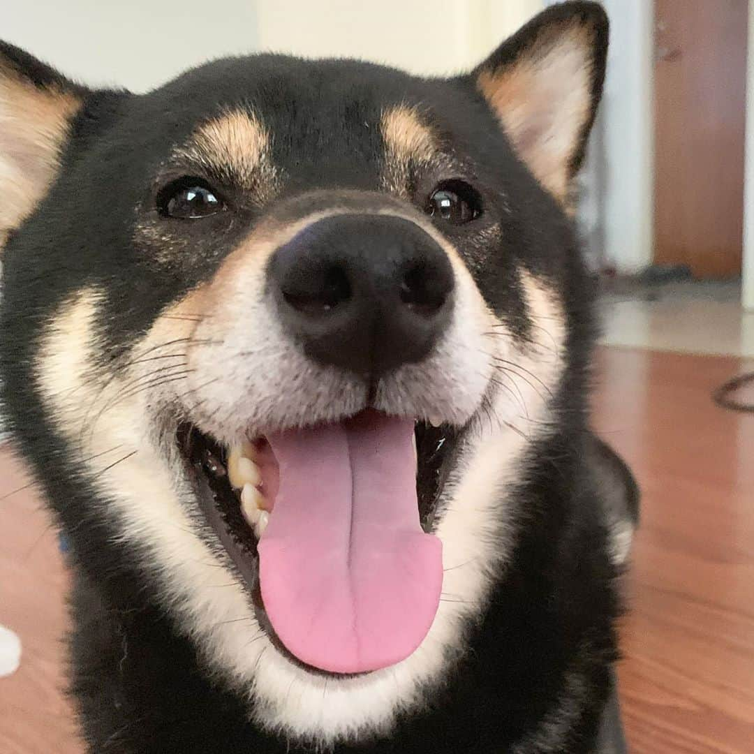 ?Fricko the Shiba Inu?さんのインスタグラム写真 - (?Fricko the Shiba Inu?Instagram)「Keaton here to wish all of our frens a happy weekend!😆❤️ 🐾 🐾 🐾 #Keaton #🐶 #☀️ #shiba #shibainu #dog #柴犬 #黒柴  #adorable #shibaholics  #dogoftheday  #weeklyfluff #aww #dogstagram  #blackshiba #puppiesofinstagram #shibalove #shibastagram #shibadog #shibasofinstagram #doglovers」8月30日 7時58分 - umigiva