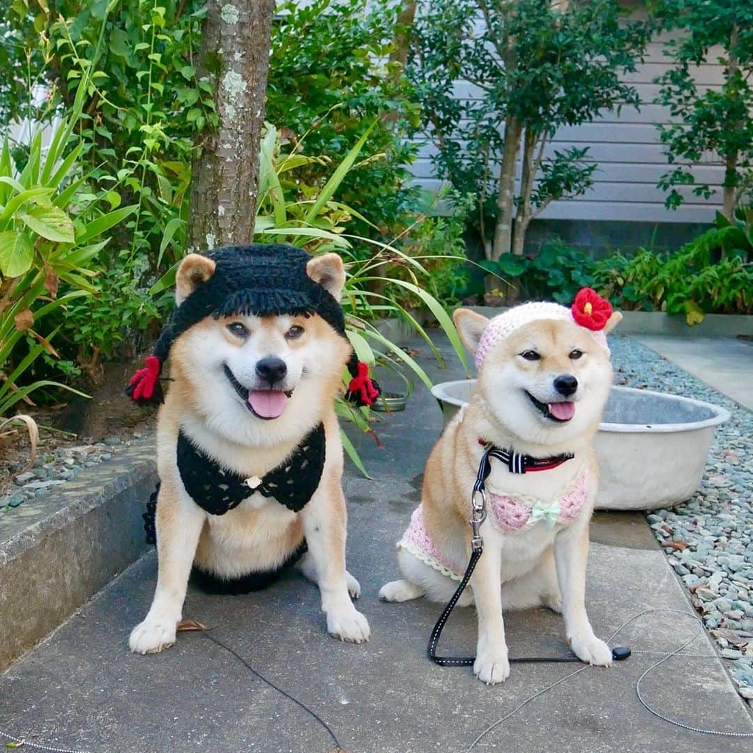 shibainu berryのインスタグラム