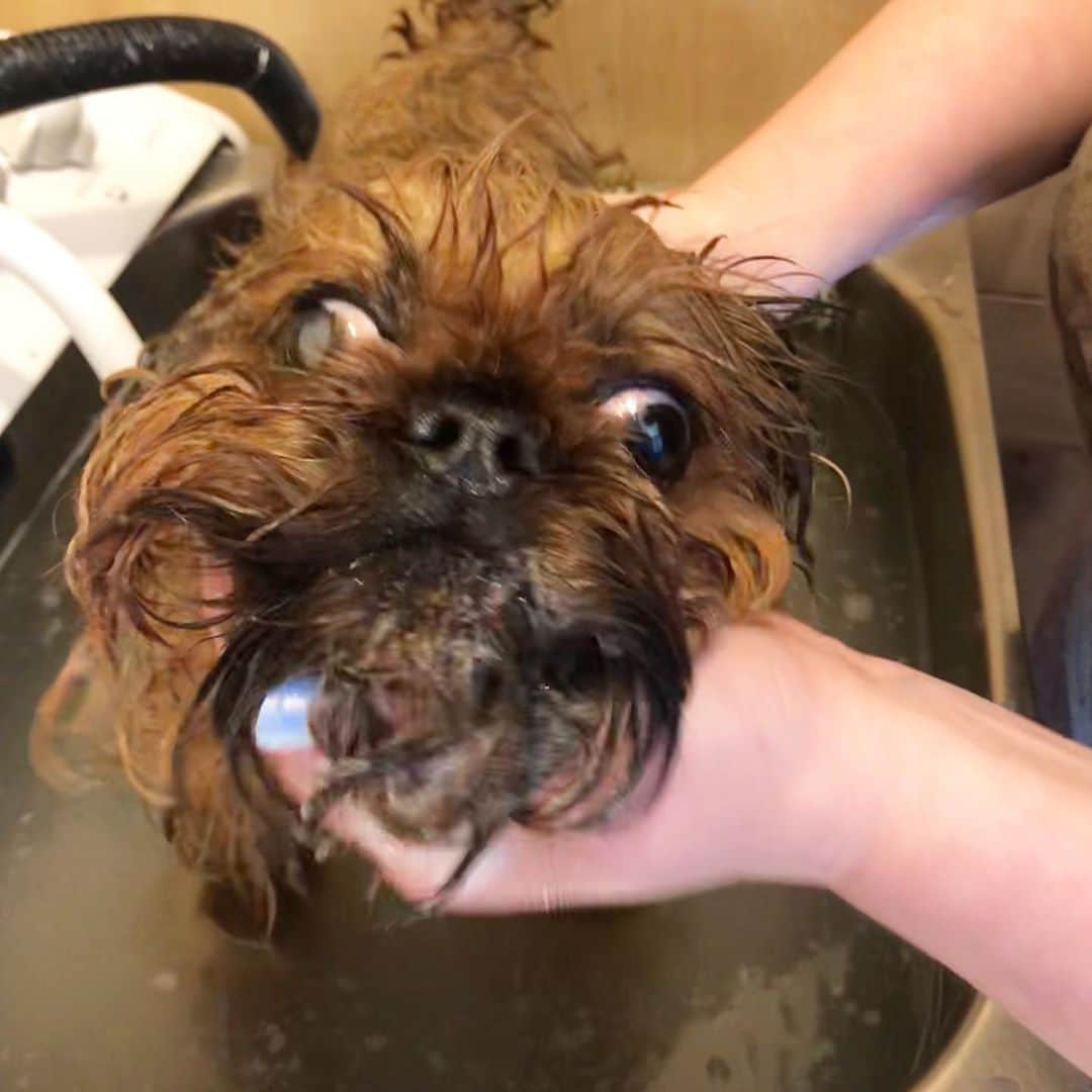 Digby & Aloのインスタグラム：「“@spcanz my humans are mistreating me, they made me have a bath. Can you help?” - Digby」