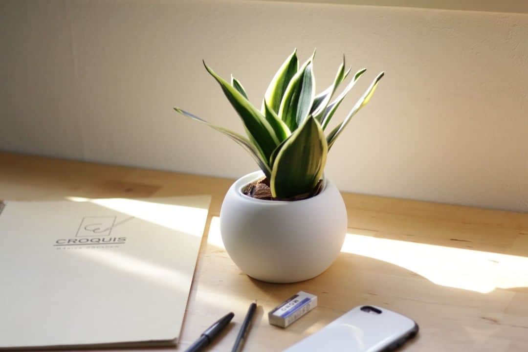 のインスタグラム：「［サンスベリア］ . 大人気の観葉植物「サンスベリア」。 独特な葉の雰囲気でおしゃれなお部屋を演出してくれます。 深いグリーンとフォルムはインテリアとの相性も抜群。 . またサンスベリアは空気清浄効果が期待できる植物とも言われています。 家族団らんのリビング、リラックスしたい寝室などに置くのもいいですね◎ . 「サンスベリア」はLOVEGREEN STOREで販売中！ 水やりを忘れがちな人にもおすすめしたい底面給水鉢で育てられます。 . 詳しくは @lovegreen_official のURLからご覧ください🌿 . . #サンスベリア #観葉植物 #観葉植物 #観葉植物のある暮らし #グリーンのある暮らし #インドアグリーン #緑のある生活 #観葉植物初心者 #植物 #植物のある暮らし #植物のある生活 #植物と暮らす #植物が好き #シンプルな暮らし #シンプルライフ #暮らしを楽しむ #日々の暮らし #インテリア植物 #インテリアグリーン #北欧インテリア #ナチュラルインテリア #賃貸インテリア #観葉植物インテリア #リビング #リビングインテリア #寝室 #寝室インテリア」