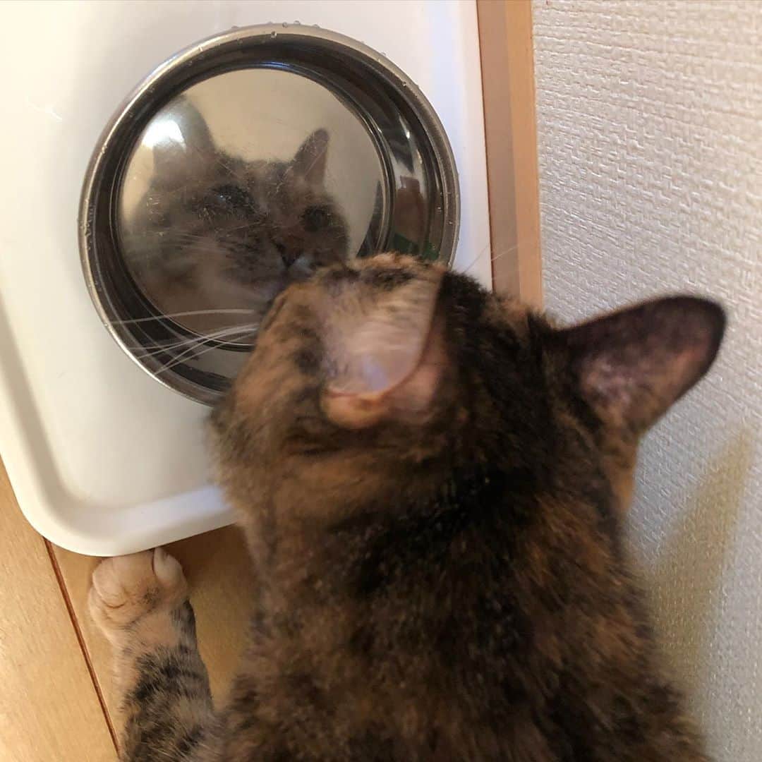 南早苗のインスタグラム：「今日も水分補給をこまめににゃー🐈  #鏡写し　#熱中症対策  #水分補給　#猫　#ねこ　#cat #にゃんすたぐらむ  #catstagram  #にゃんだふるらいふ  #ねこのいる生活  #猫好きさんと繋がりたい」