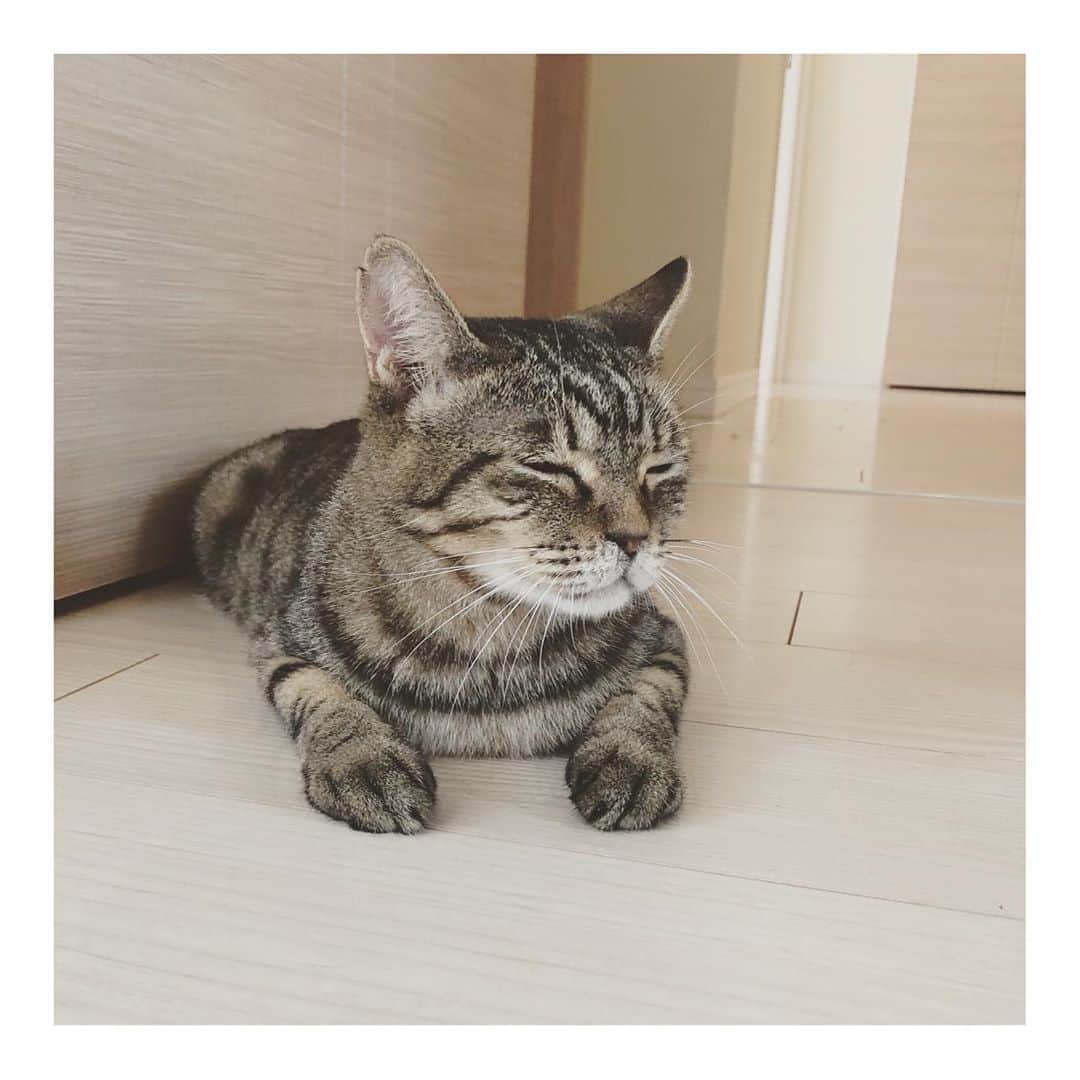こむぎのインスタグラム：「* この子は…… そう！くじらですー🤗✨ 正式譲渡後になりましたが会いに行ってきましたー☺️ 相変わらずこの表情！ぷぷぷー😽  最初は"どなたですか？"って顔してたけど笑、すぐに慣れて近くをウロウロ、お膝の上でも寛いでくれました👏 一緒に行ったオットと、くじらはくじらのままだったね、良かったねーと話してました☺️  そして同じお家の子になれた"しおくん"も♡ ちゅーる食べて、ウロウロしてくれていました☺️ しおくんは崩壊現場の最年長さんなので(他にたま吉くんとくろくんがも最年長さん)、里親さんが決まって本当に嬉しかったなーー 長いことあの場所で頑張っていた子だから、これからはずっと安心して幸せに暮らして欲しい☺️  最近療法食が嫌なのか？食べムラが心配だけど、病院へ行って貰ったり、細かくこちらへも連絡もらって様子をみているので安心です💨  しおくんより少し若いくじらは臼歯の全抜歯をしていると思えないほどたくさんモリモリ食べて元気いっぱいに遊んでました😂  先住猫の"こむぎくん"も穏やかで人見知りしない子☺️ 成猫たちはみんなのんびりでいいねぇ。子猫ももちろん可愛いけど、成猫はみんなまったりとして落ち着いた時間を過ごせるよね☺️  卒業生たちに会いに行けるのは本当にありがたいです☺️ 今年がコロナじゃなかったら、本当は今まで譲渡した子たちみんなのお家に行きたいねーとオットと話していたんだけどそれが叶わず😂 来年以降はコロナも落ち着いて、崩壊現場のレスキューも落ち着いたら順に会いに行こうかなー☺️  自分の子供たちがあちこちにいる感じです☺️ 早くみんなに会いたい🤤 #岐阜多頭崩壊レスキュー  里親さんのインスタはこちら→ @siokujira.com925」