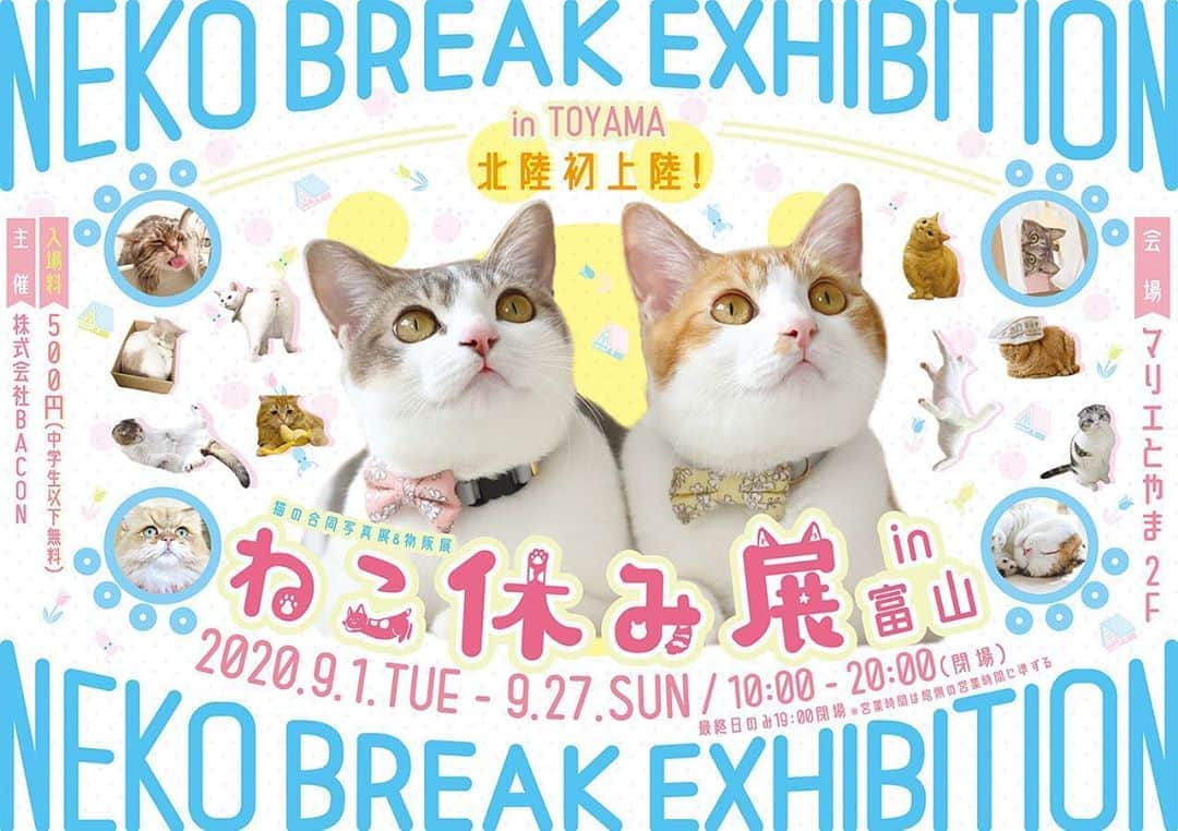 プンクマさんのインスタグラム写真 - (プンクマInstagram)「富山で初のねこ休み展が9月1日から始まるよ。 #ねこ休み展」8月30日 9時07分 - pnkm913