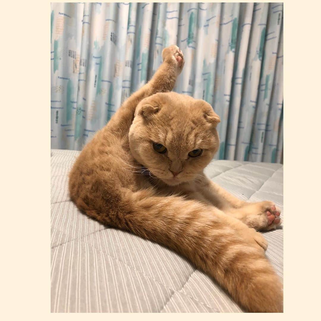 相馬有紀実のインスタグラム：「もへいくーん？  はーい。  #猫 #ねこすたぐらむ #すこてぃっしゅふぉーるど #ネコスタグラム #ねこすきさんと繋がりたい」