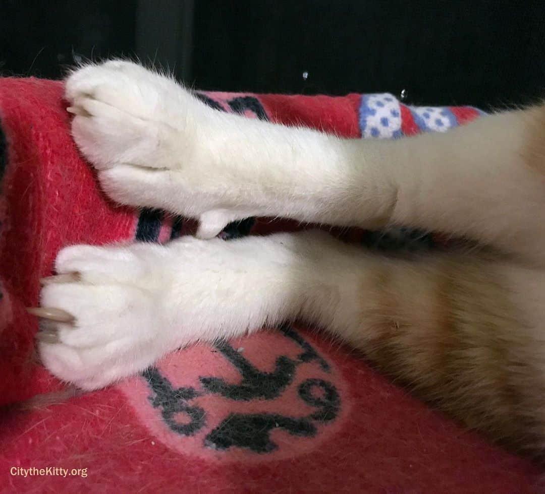 のインスタグラム：「Happy Caturday. 😺  #caturday  #catnap」