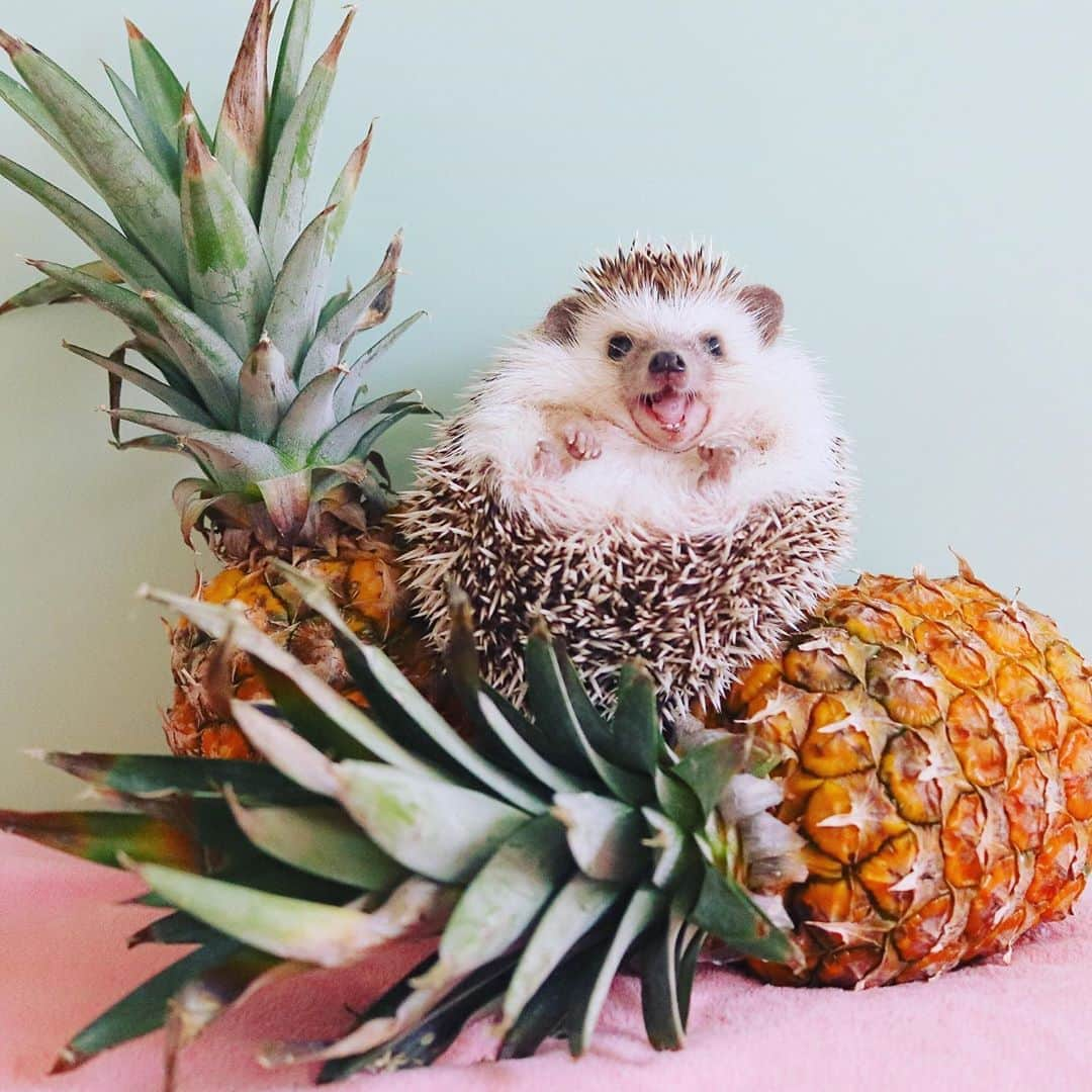 あずきさんのインスタグラム写真 - (あずきInstagram)「pineapple fever🍍😍🍍 最近パイナップルが甘くて美味しくてよく買っちゃう☺️💕💕 . あとスイカのジュース、よく買っちゃう🍉 .  #pineapple #パイナップル #南国フルーツ  #はりねずみ #ハリネズミ #hedgehog #pygmyhedgehog #lovelypet #cuteanimals #はりねずみのもなか #hedgie #Hérisson #igel#riccio #Erizo #고슴도치 #刺猬 #hedgehogazuki  #hedgehogsofinstagram #animaladdicts #cuddles #meowed #petscorner  #cutepetclub #worldofcutepets #animalvibes #gotchaday」8月30日 9時25分 - hedgehog_azuki